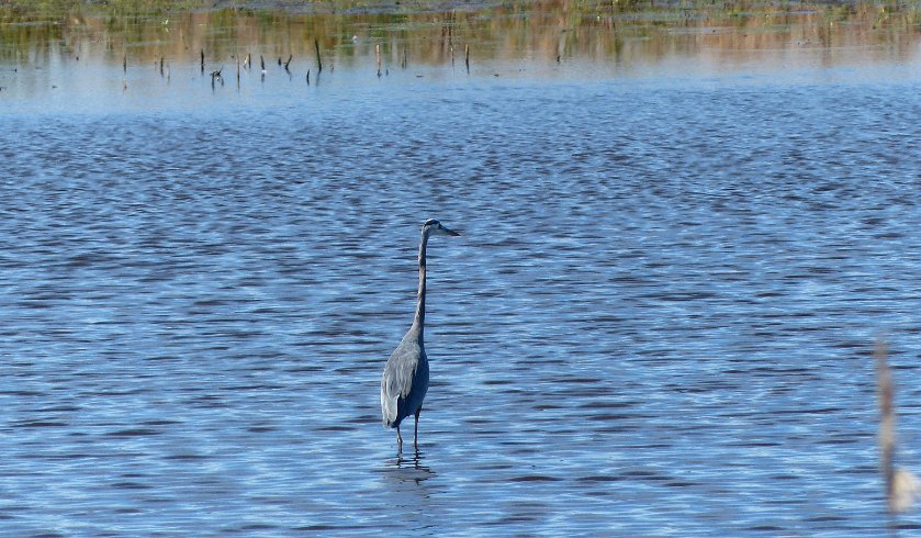 Blue Heron 3
